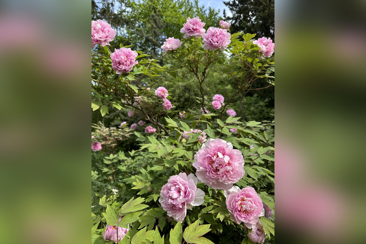 FOTO: Toto sú najkrajšie predzáhradky v Bratislave, foto 44