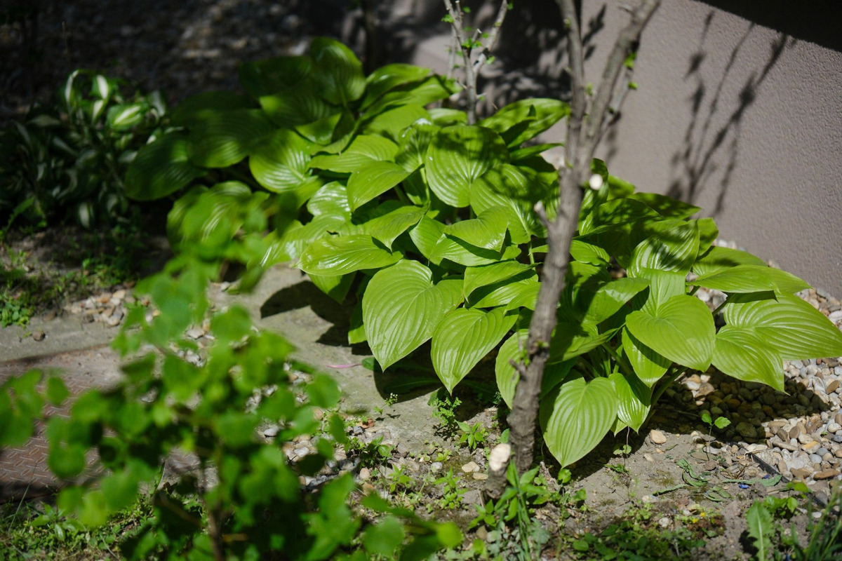 FOTO: Toto sú najkrajšie predzáhradky v Bratislave, foto 52
