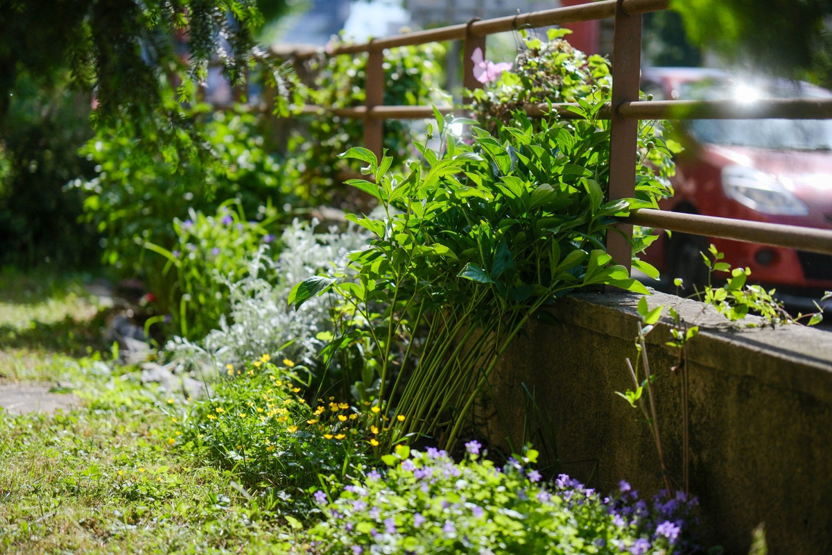 FOTO: Toto sú najkrajšie predzáhradky v Bratislave, foto 54