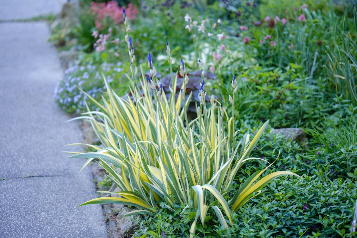 FOTO: Toto sú najkrajšie predzáhradky v Bratislave, foto 55