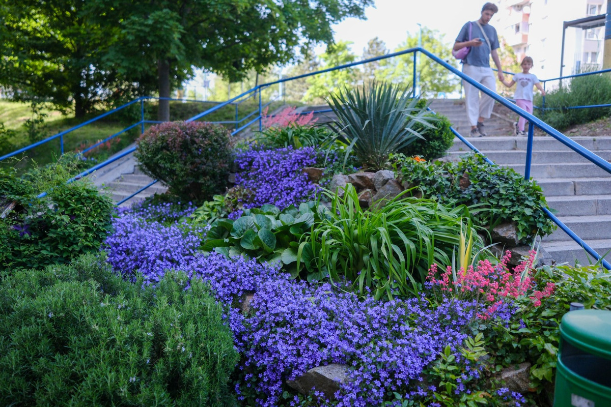 FOTO: Toto sú najkrajšie predzáhradky v Bratislave, foto 56