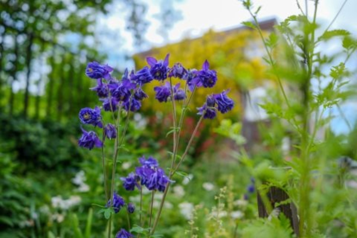 FOTO: Toto sú najkrajšie predzáhradky v Bratislave, foto 61