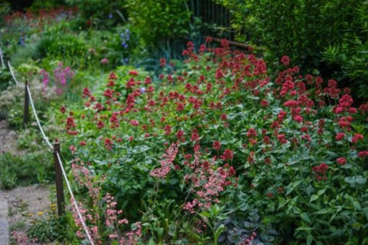 FOTO: Toto sú najkrajšie predzáhradky v Bratislave, foto 62