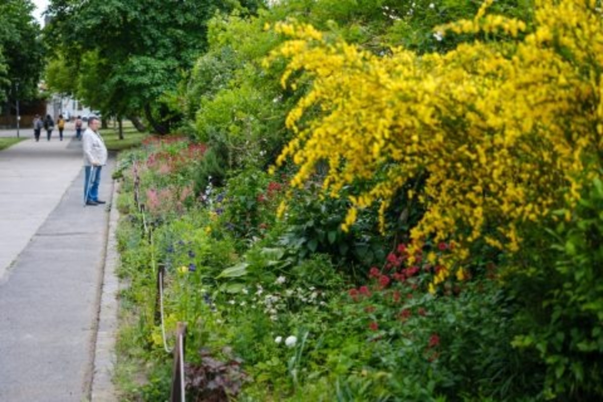 FOTO: Toto sú najkrajšie predzáhradky v Bratislave, foto 63