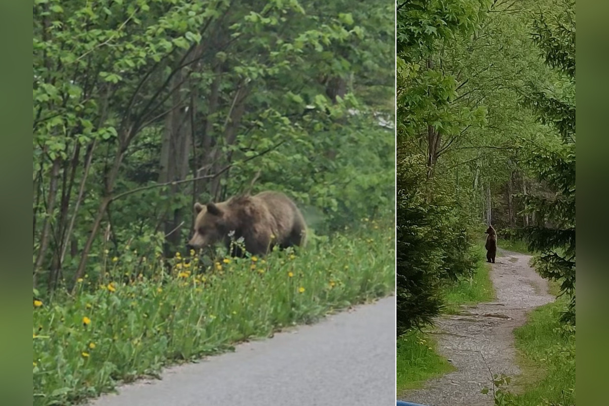 FOTO: Jar na Slovensku patrí medveďom. Turisti hlásia zábery ako zo ZOO, foto 1