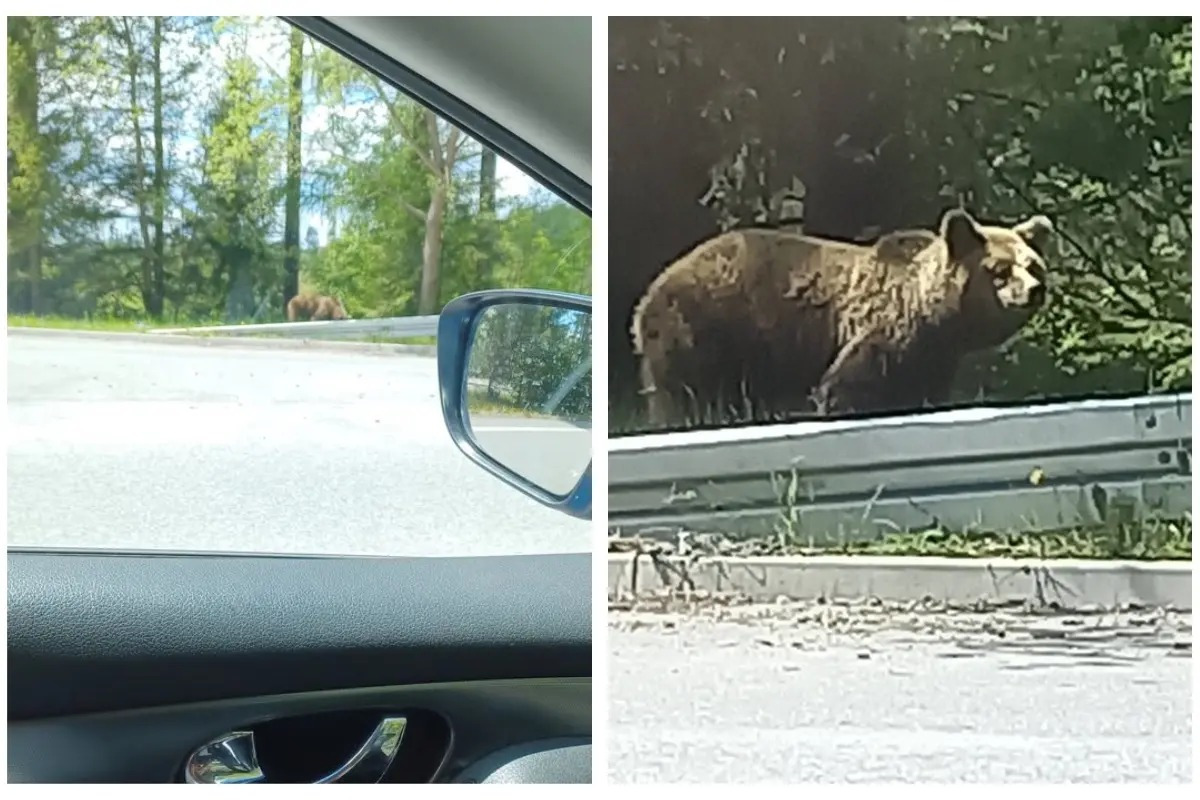 FOTO: Jar na Slovensku patrí medveďom. Turisti hlásia zábery ako zo ZOO, foto 3