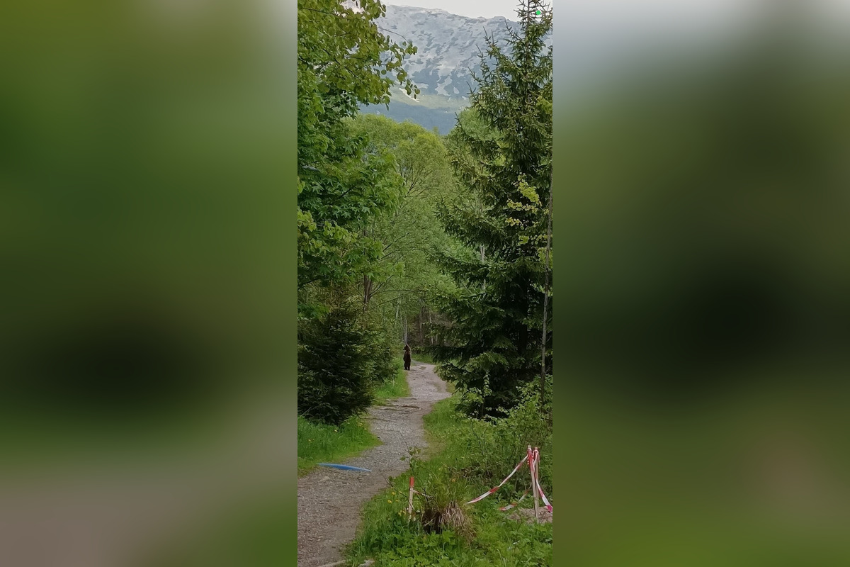 FOTO: Jar na Slovensku patrí medveďom. Turisti hlásia zábery ako zo ZOO, foto 6