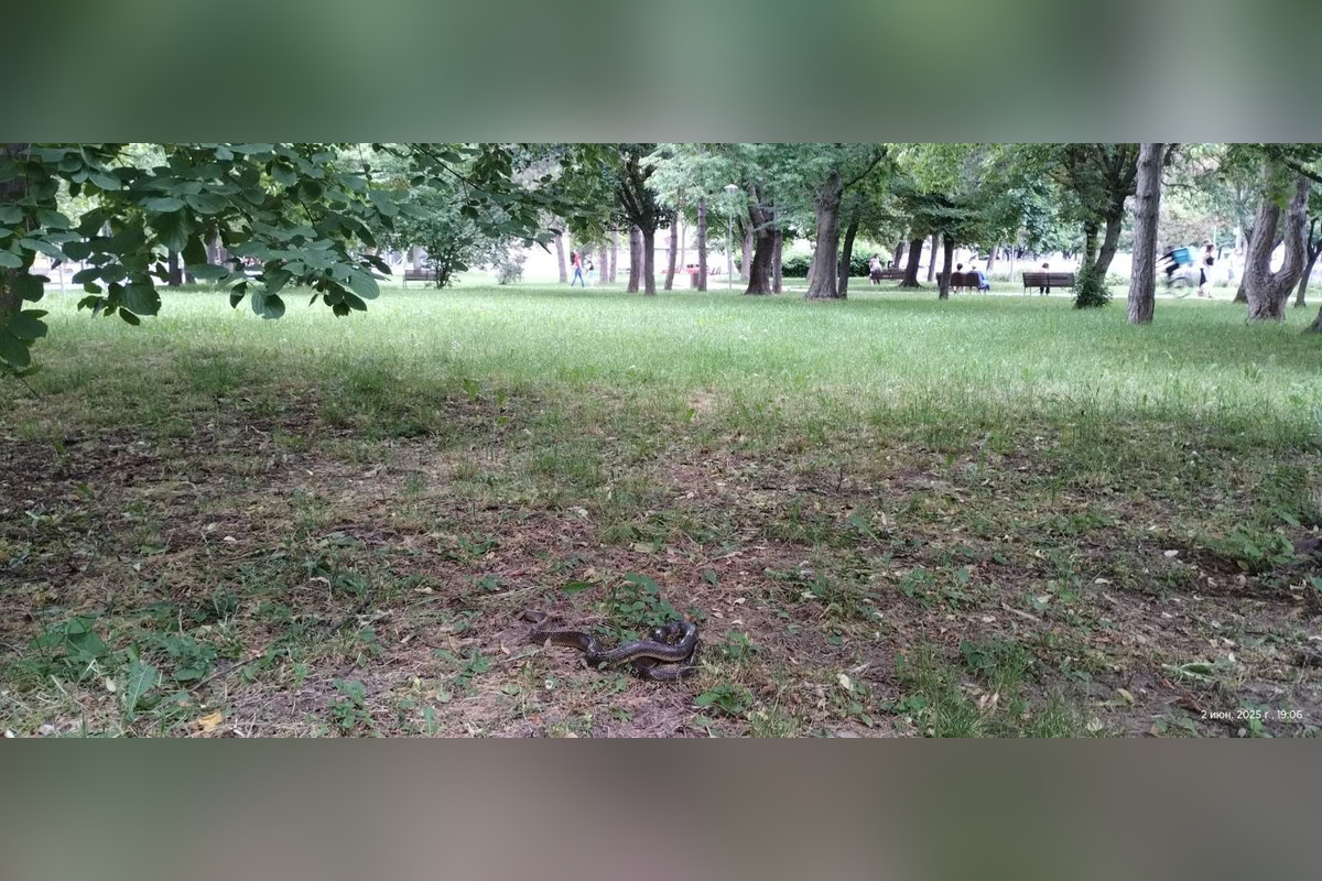 FOTO: Užovky v Bratislave , foto 2