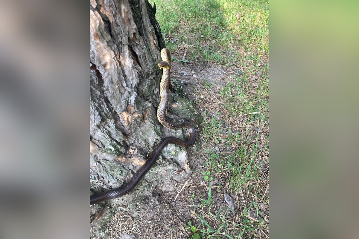 FOTO: Užovky v Bratislave , foto 4