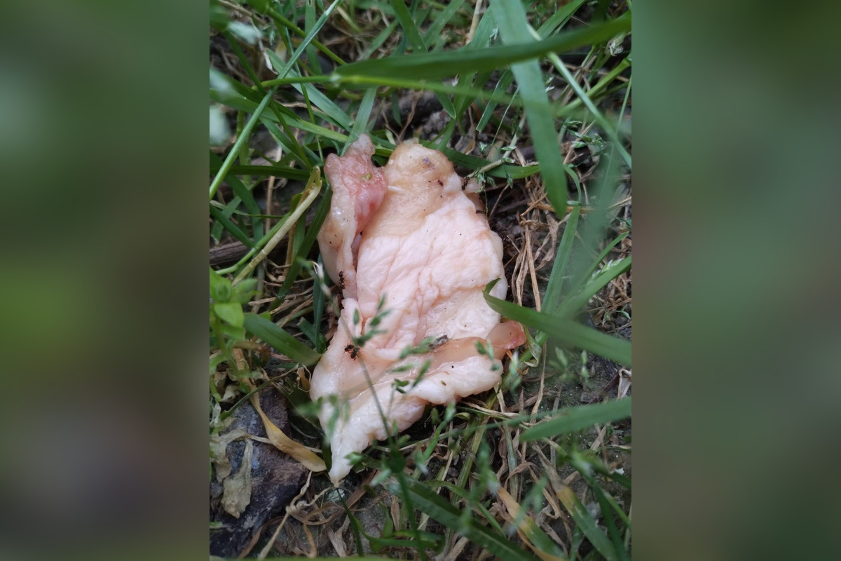 FOTO: Na sídliskách v Podunajských Biskupiciach niekto rozhadzuje jedlo, foto 2