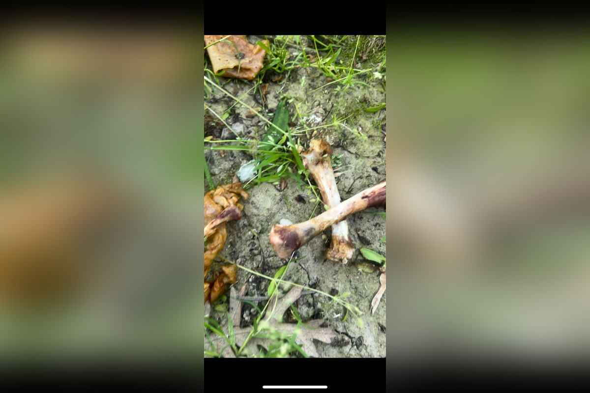 FOTO: Na sídliskách v Podunajských Biskupiciach niekto rozhadzuje jedlo, foto 3