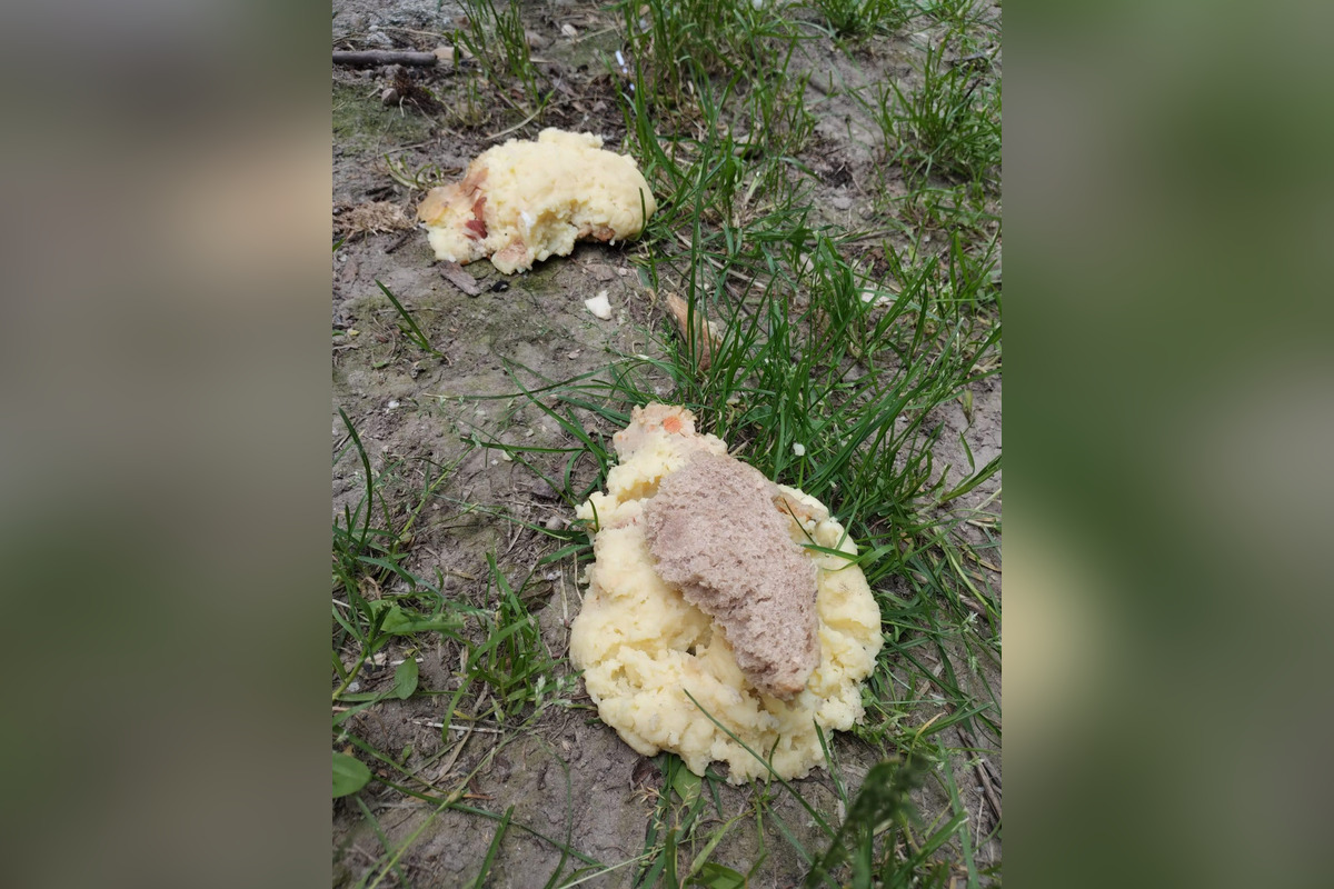 FOTO: Na sídliskách v Podunajských Biskupiciach niekto rozhadzuje jedlo, foto 5