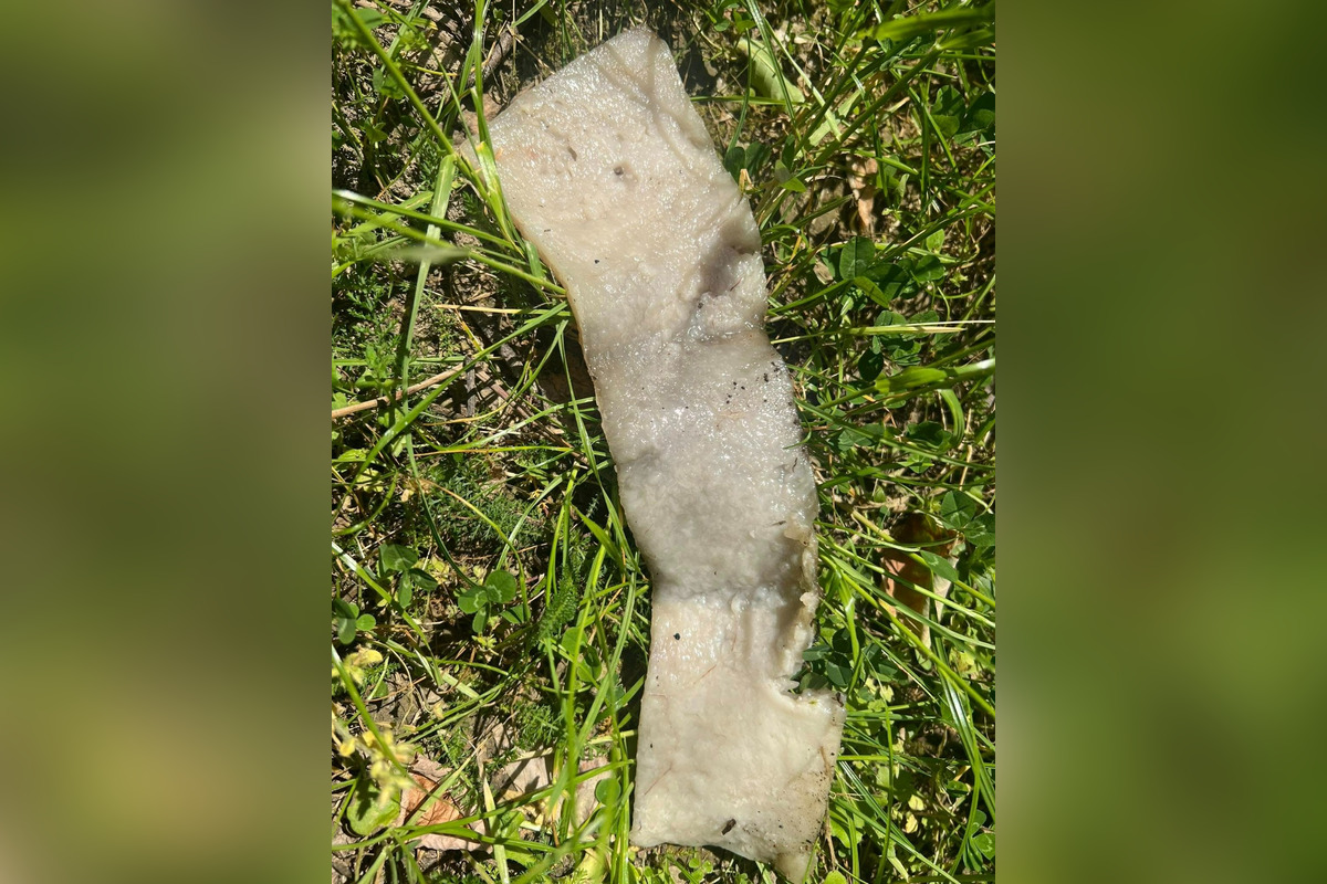 FOTO: Na sídliskách v Podunajských Biskupiciach niekto rozhadzuje jedlo, foto 7