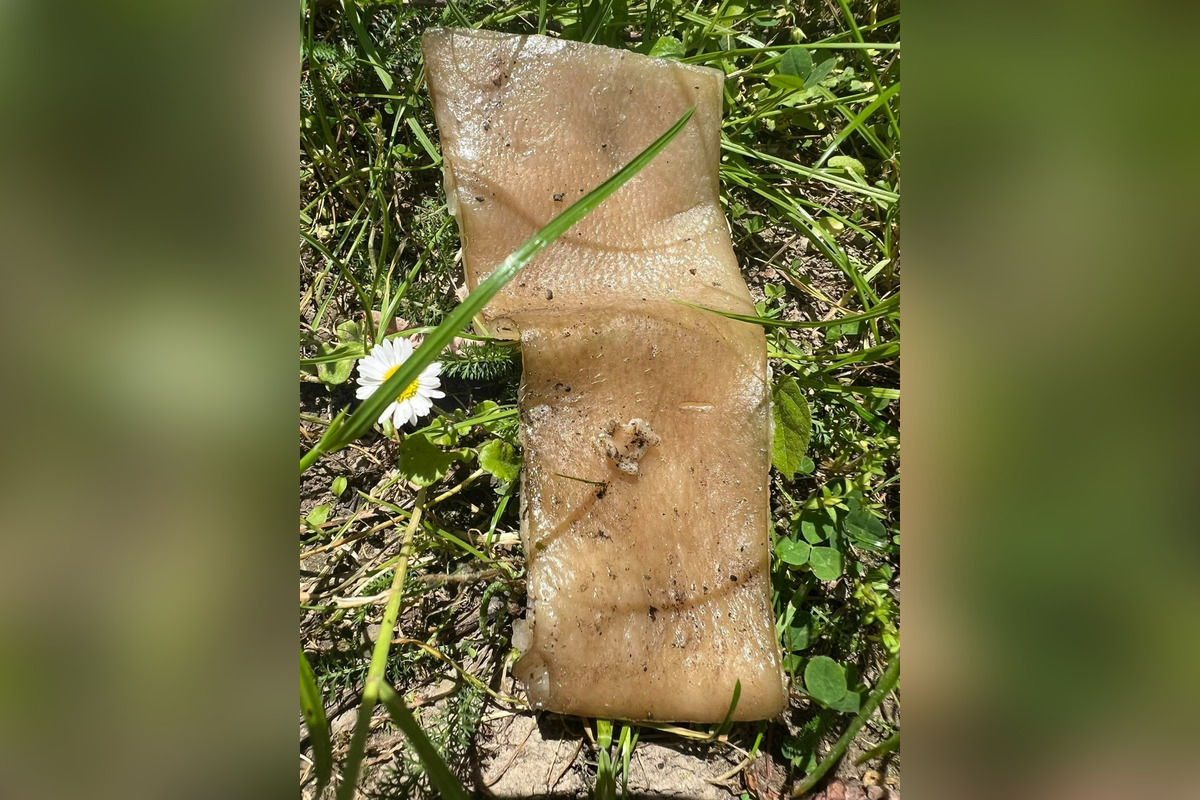 FOTO: Na sídliskách v Podunajských Biskupiciach niekto rozhadzuje jedlo, foto 9