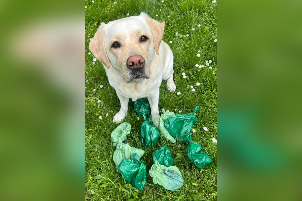 FOTO: Na sídliskách v Podunajských Biskupiciach niekto rozhadzuje jedlo, foto 12