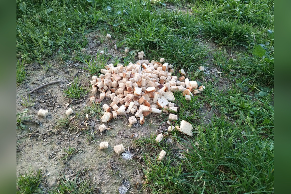 FOTO: Na sídliskách v Podunajských Biskupiciach niekto rozhadzuje jedlo, foto 13