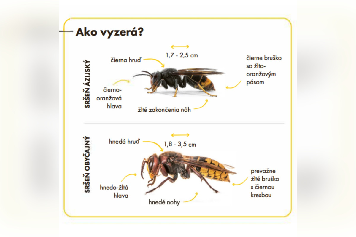 FOTO: Staré Mesto upozorňuje na nebezpečného sršňa, foto 1