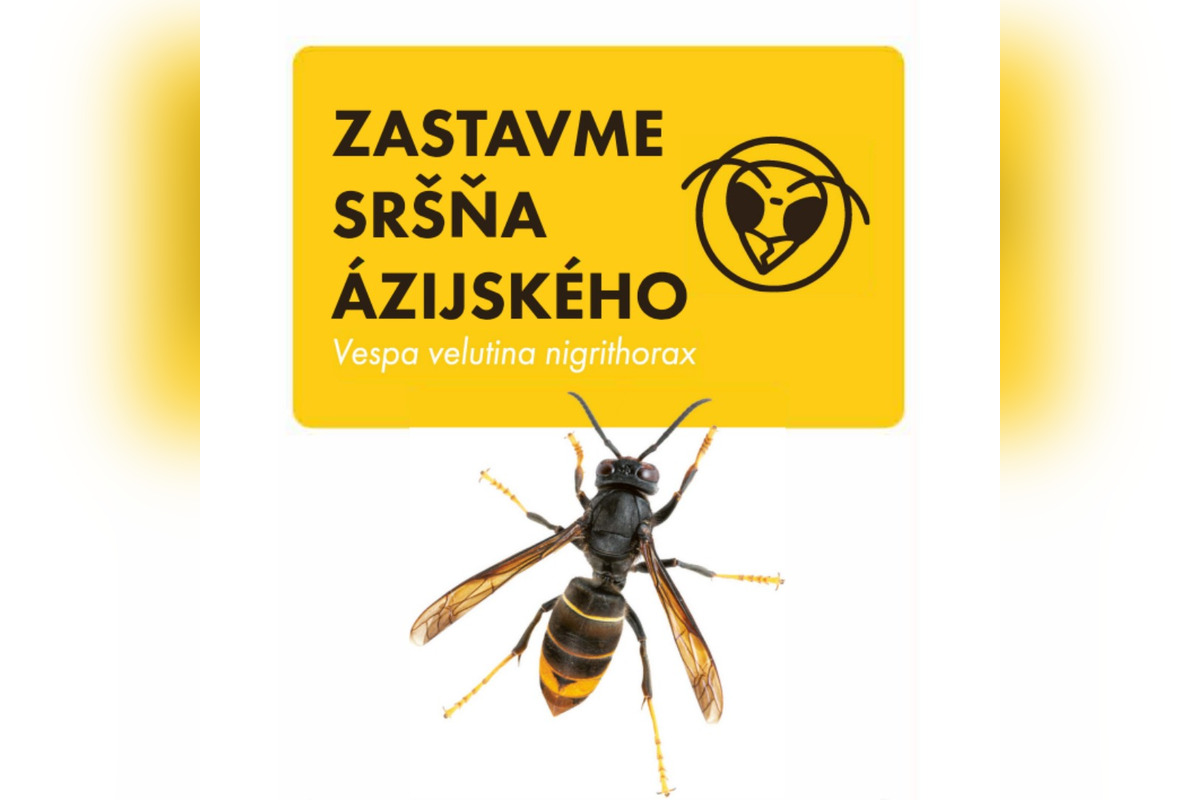 FOTO: Staré Mesto upozorňuje na nebezpečného sršňa, foto 2