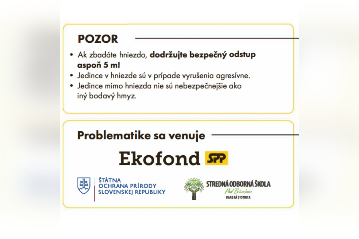 FOTO: Staré Mesto upozorňuje na nebezpečného sršňa, foto 3
