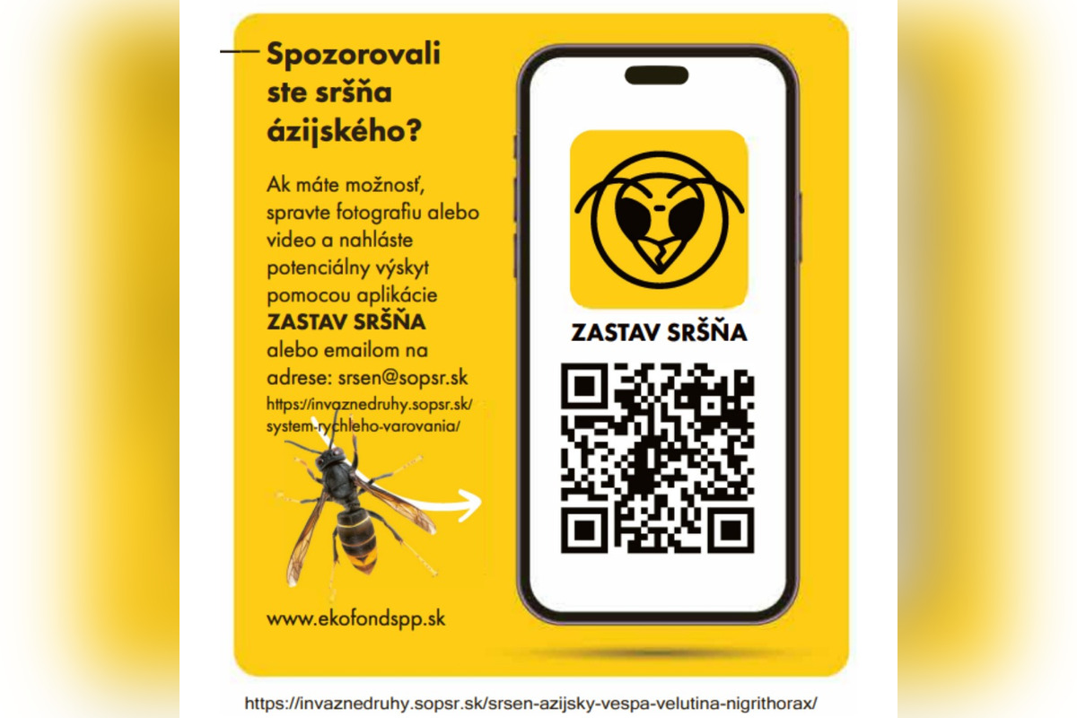FOTO: Staré Mesto upozorňuje na nebezpečného sršňa, foto 4