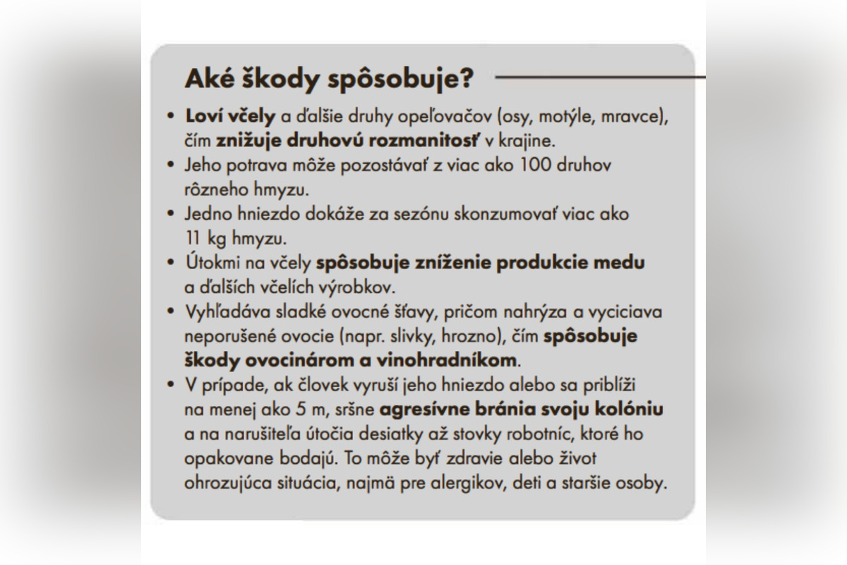 FOTO: Staré Mesto upozorňuje na nebezpečného sršňa, foto 5