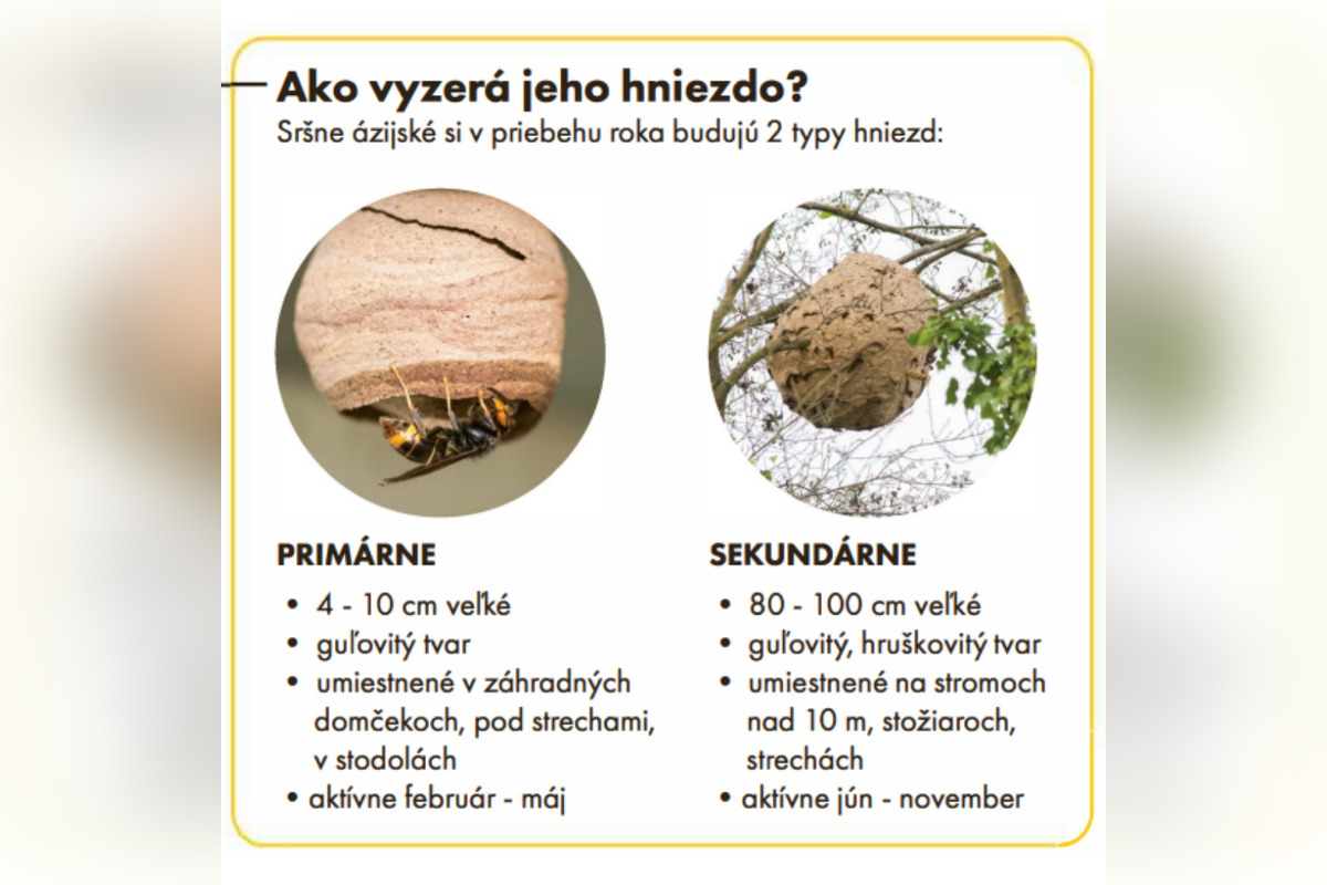 FOTO: Staré Mesto upozorňuje na nebezpečného sršňa, foto 6
