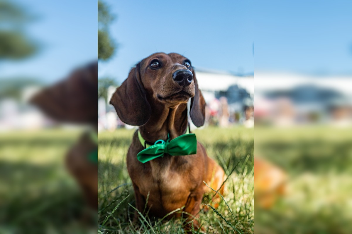 FOTO: Ružinovský psí miláčik , foto 1