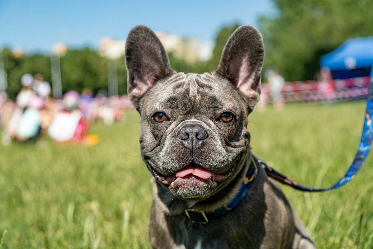 FOTO: Ružinovský psí miláčik , foto 14