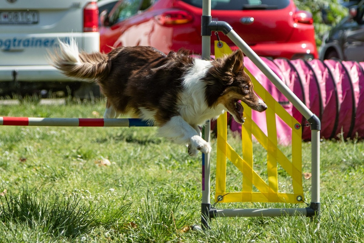 FOTO: Ružinovský psí miláčik , foto 15