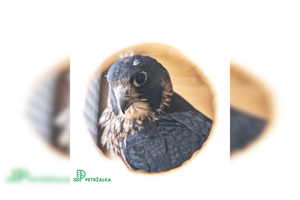 FOTO: Petržalka kúpila sokolov za 10-tisíc eur, foto 1