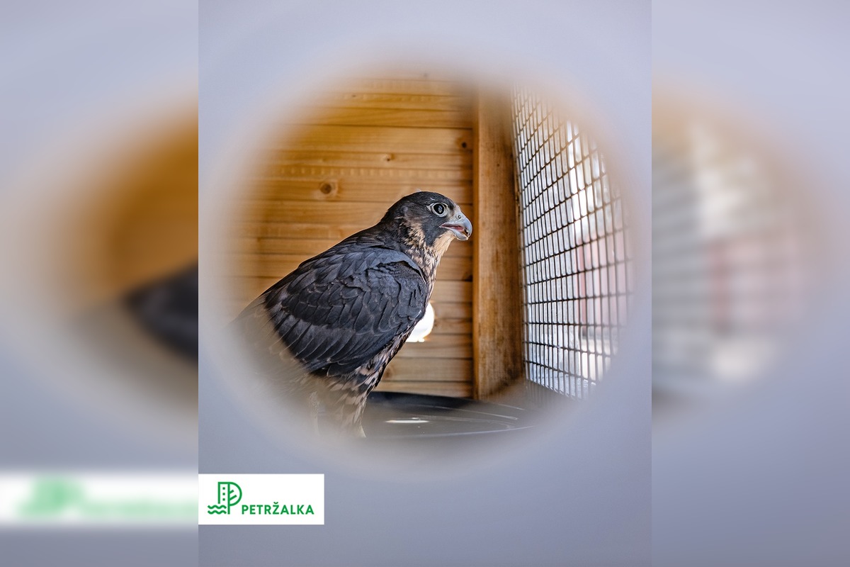 FOTO: Petržalka kúpila sokolov za 10-tisíc eur, foto 2