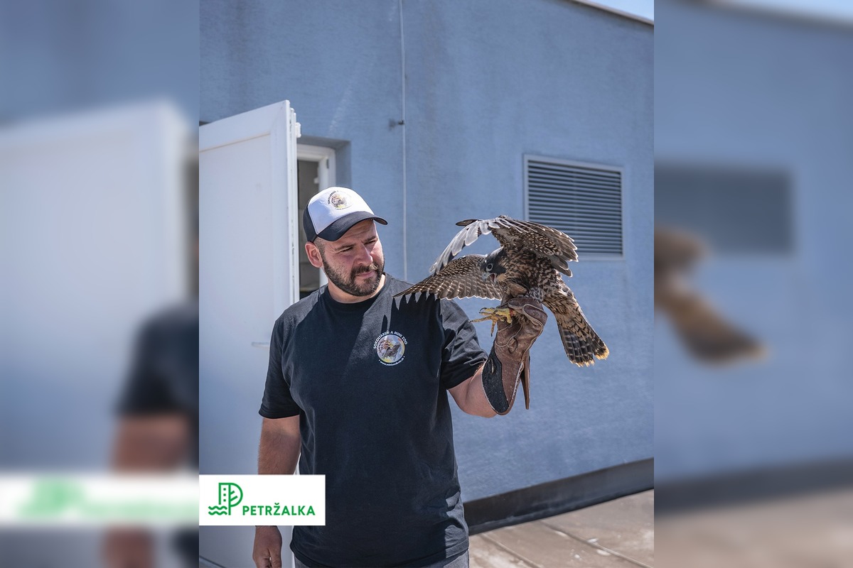 FOTO: Petržalka kúpila sokolov za 10-tisíc eur, foto 3