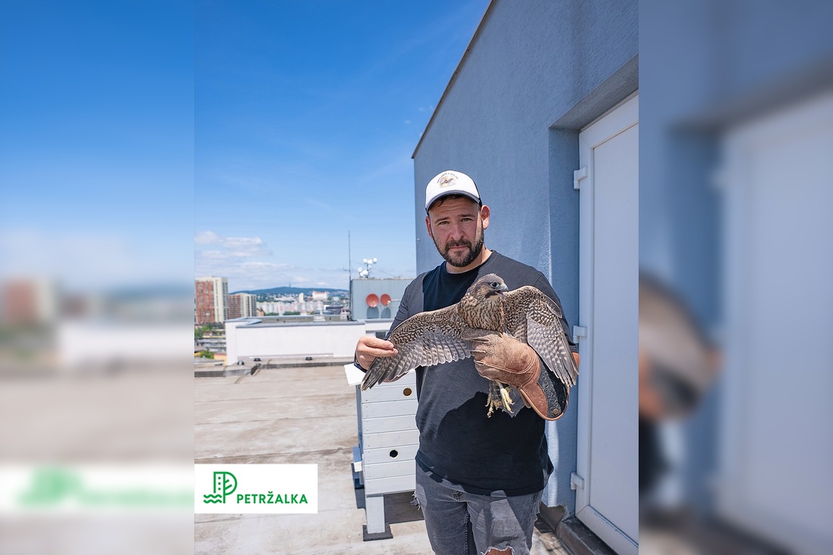 FOTO: Petržalka kúpila sokolov za 10-tisíc eur, foto 4