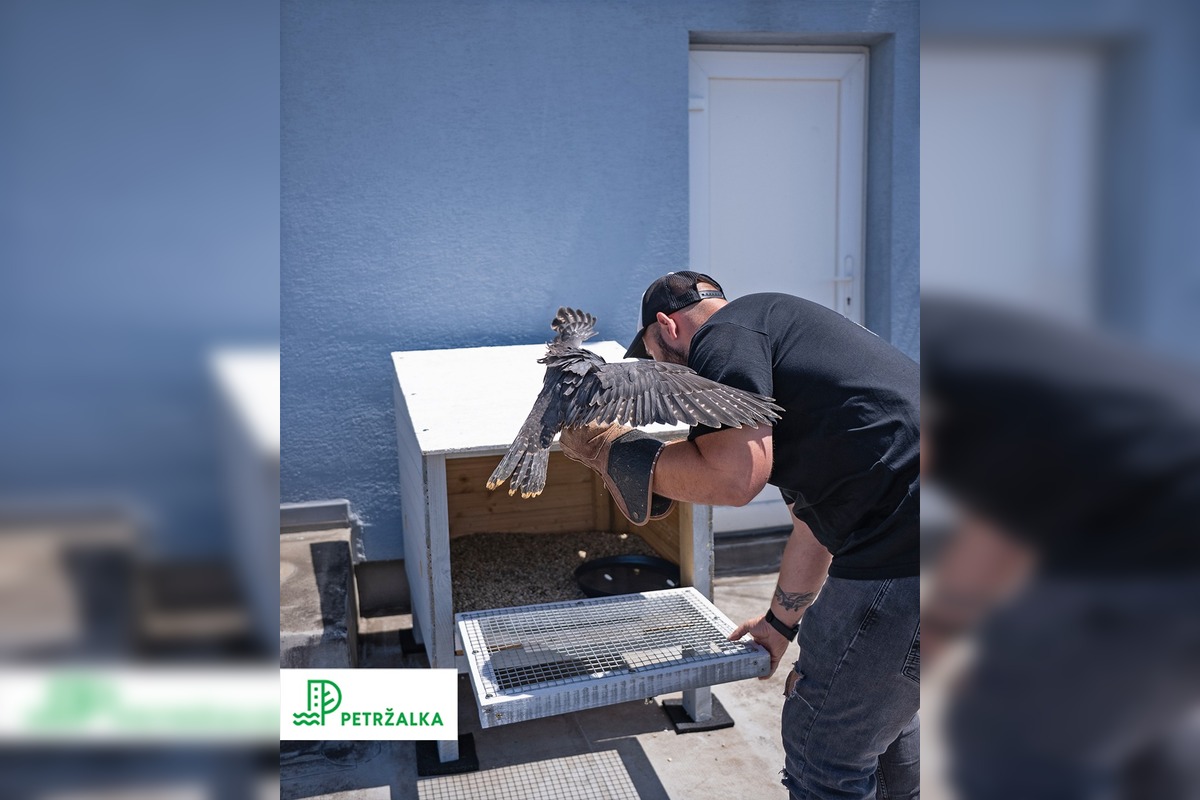 FOTO: Petržalka kúpila sokolov za 10-tisíc eur, foto 5