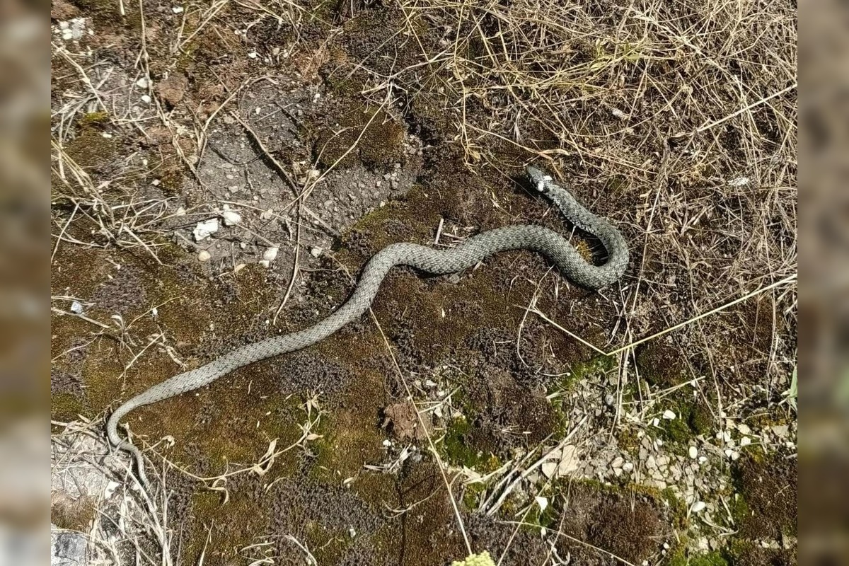 FOTO: Odchyt hada v Záhorskej Bystrici, foto 2