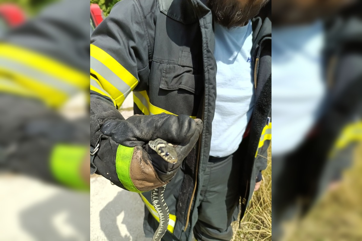 FOTO: Odchyt hada v Záhorskej Bystrici, foto 3