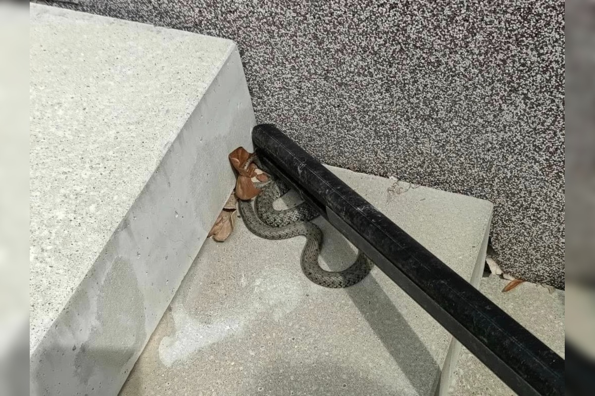 FOTO: Odchyt hada v Záhorskej Bystrici, foto 4