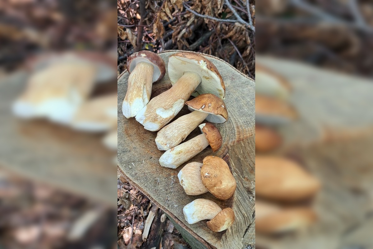 FOTO: Hubová sezóna v Bratislavskom kraji, foto 1