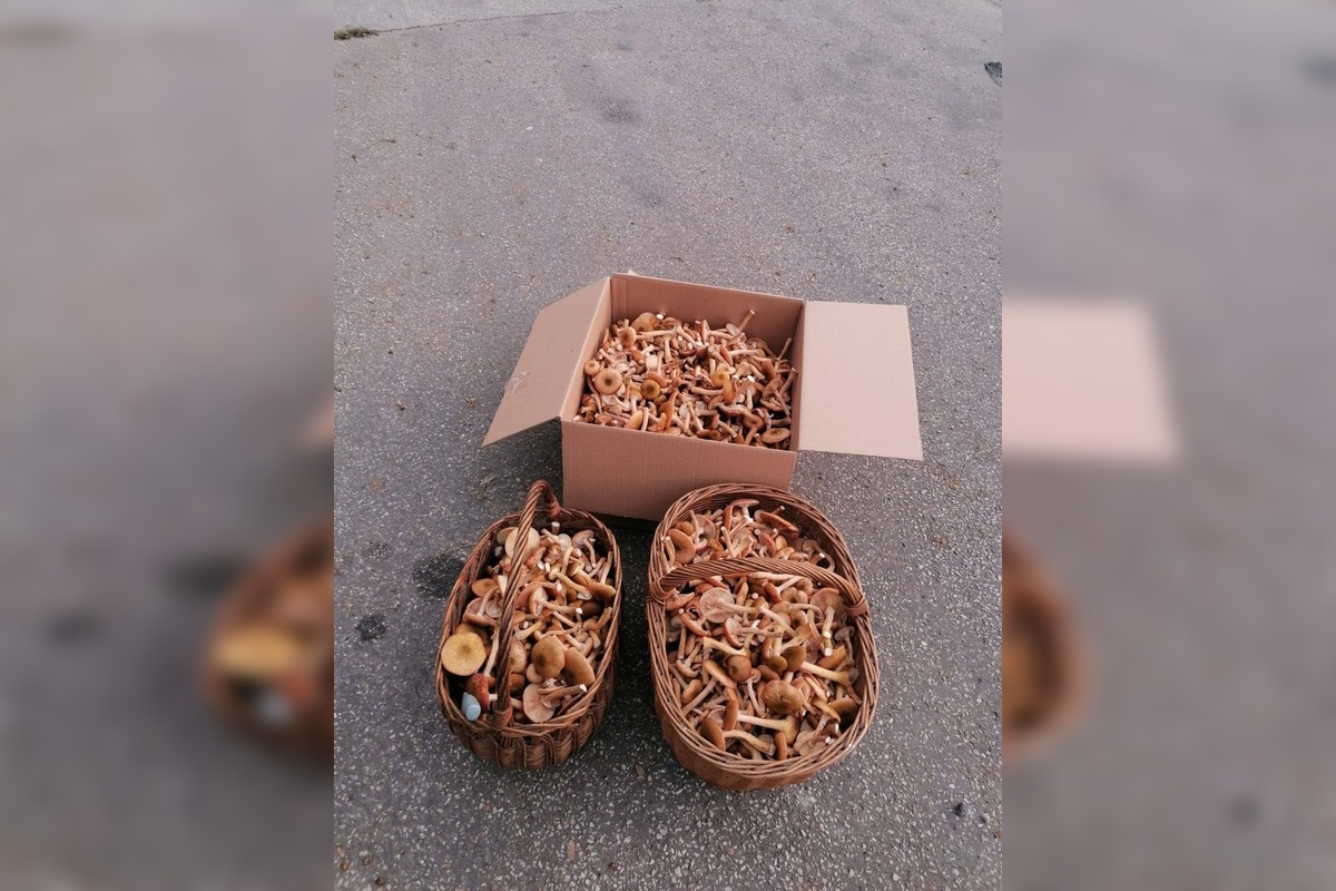 FOTO: Hubová sezóna v Bratislavskom kraji, foto 3