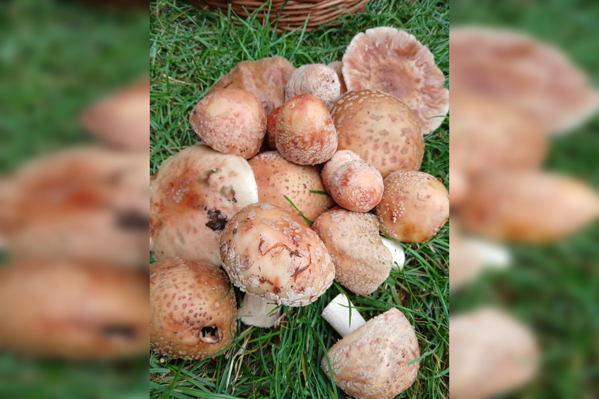 FOTO: Hubová sezóna v Bratislavskom kraji, foto 4