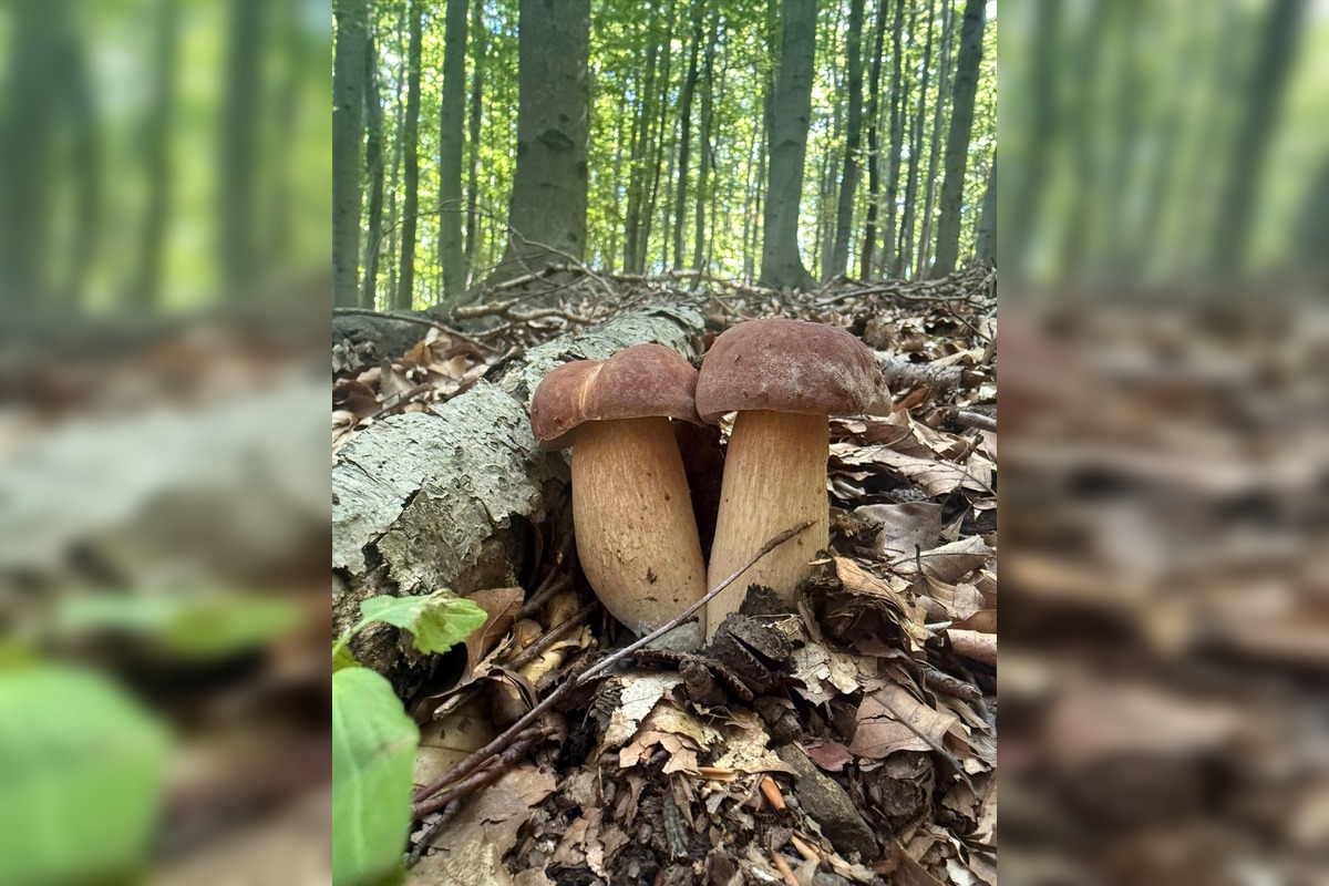 FOTO: Hubová sezóna v Bratislavskom kraji, foto 5