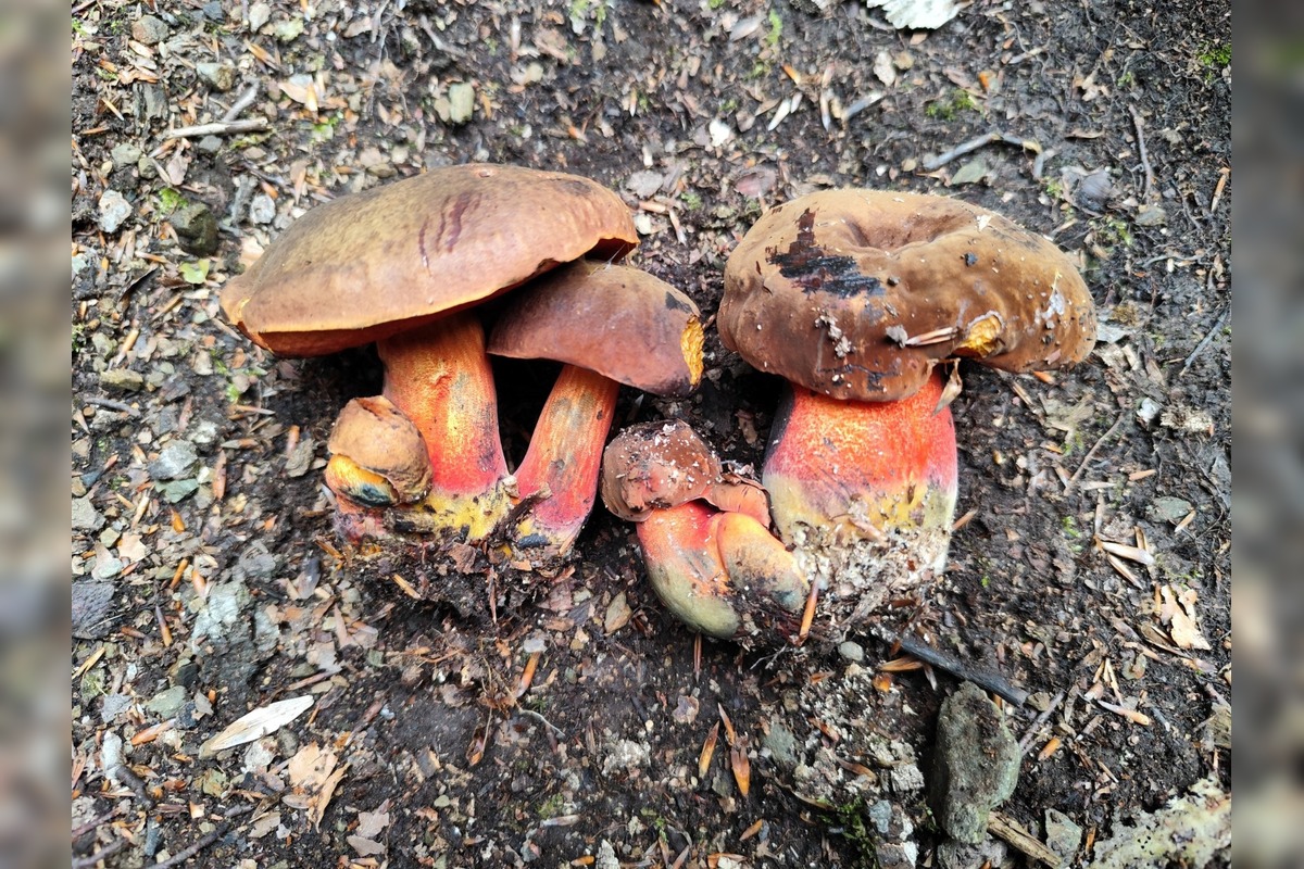 FOTO: Hubová sezóna v Bratislavskom kraji, foto 9