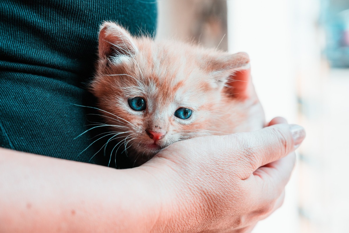 FOTO: Na zbernom dvore v Senci prišli na svet malé mačiatka, teraz hľadajú nový domov, foto 1