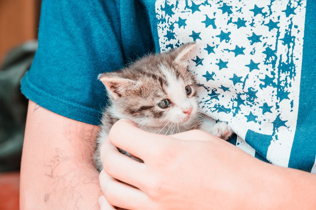 FOTO: Na zbernom dvore v Senci prišli na svet malé mačiatka, teraz hľadajú nový domov, foto 2