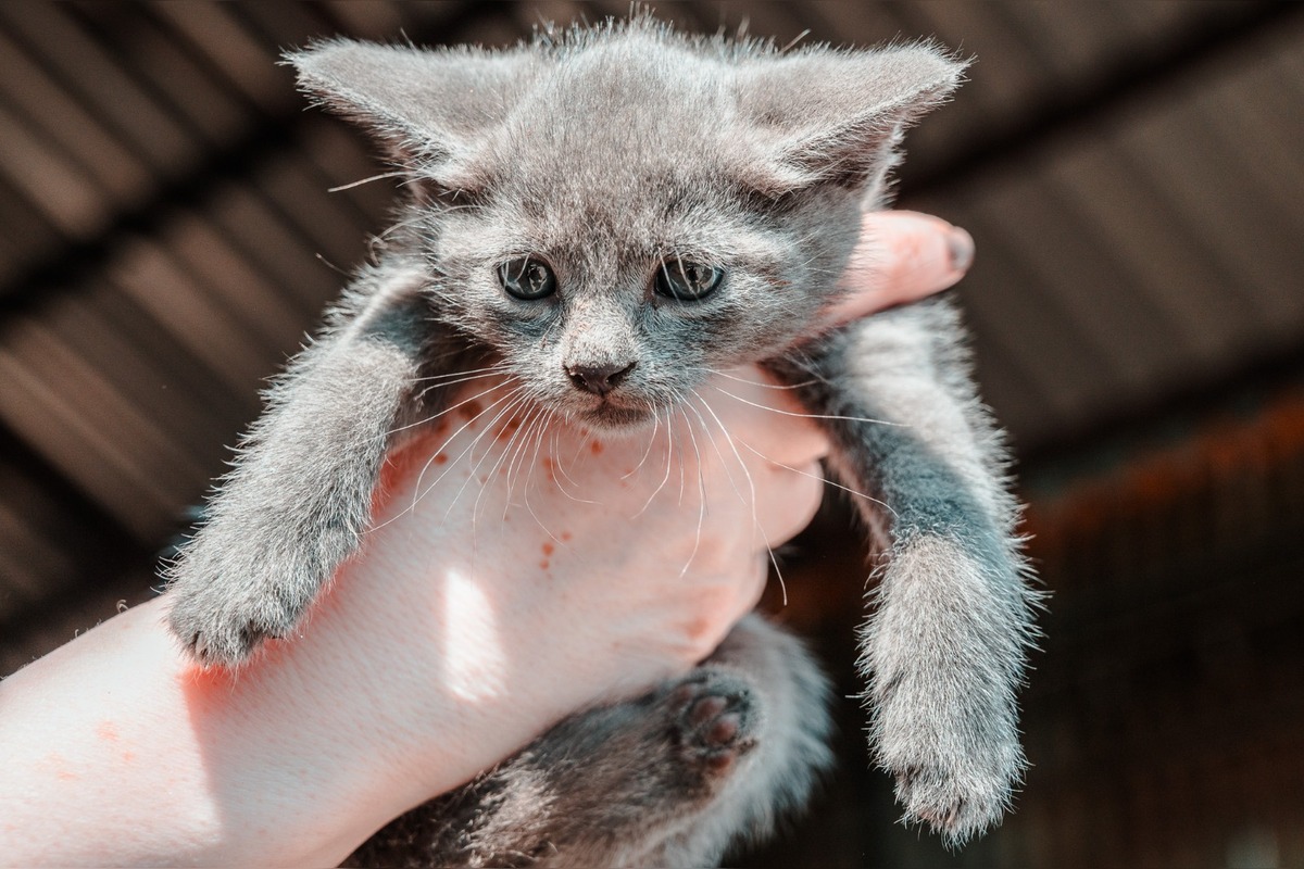 FOTO: Na zbernom dvore v Senci prišli na svet malé mačiatka, teraz hľadajú nový domov, foto 3