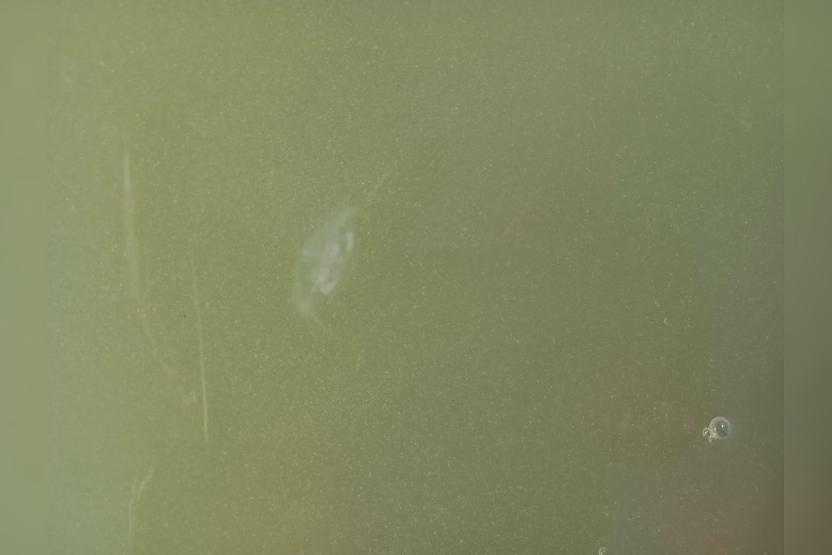 FOTO: Medúzky na Zlatých pieskoch a na Draždiaku, foto 4