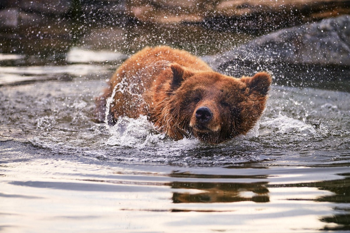 FOTO: V Malkia Parku zomrel medvedica Hildegard, foto 2