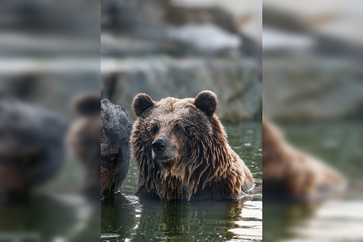 FOTO: V Malkia Parku zomrel medvedica Hildegard, foto 3