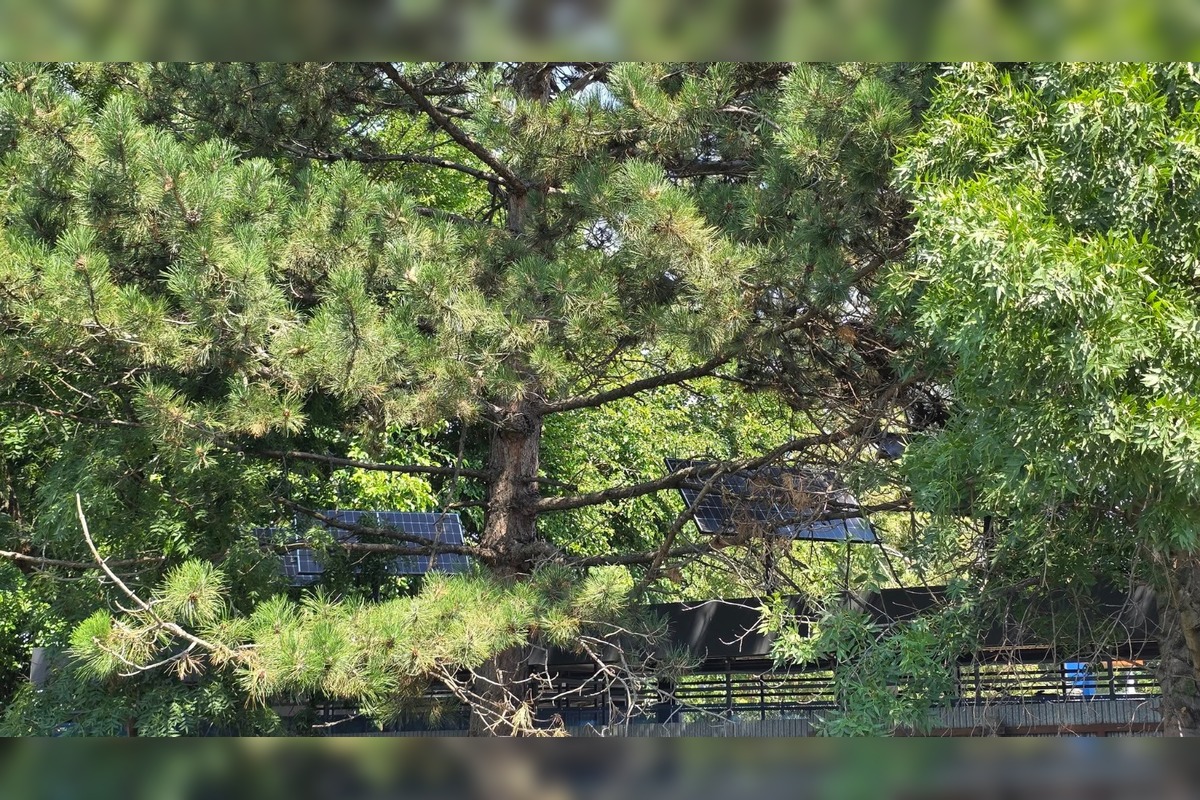 FOTO: Stromy v Senci prekrývajú solárne panely na cykloúschovni, foto 6