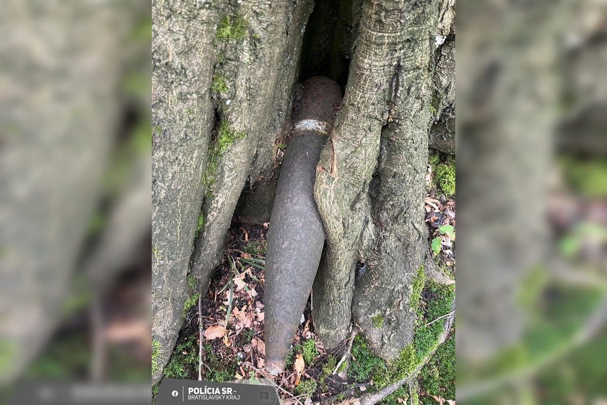 FOTO: Starý strom v bratislavských lesoch ukrýval smrteľný nález z čias vojny, zasiahnuť museli pyrotechnici, foto 2